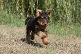 AIREDALE TERRIER 081